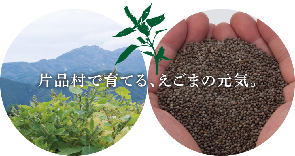 えごまドレッシング