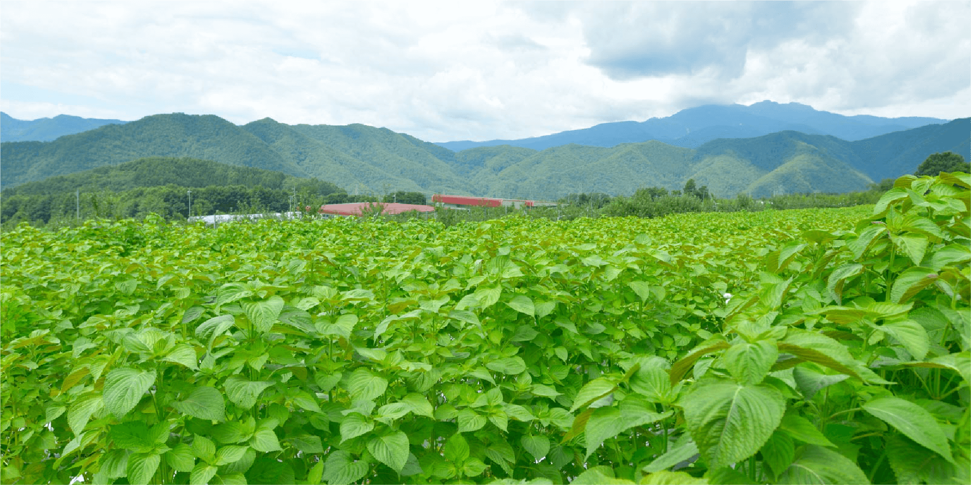 尾瀬食品のえごま畑