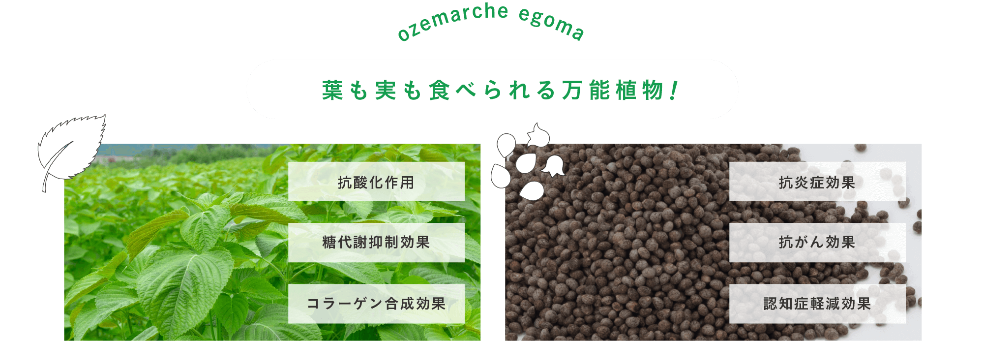 えごまは、葉も実も食べられる万能植物！